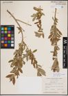 Foto von Salix eriocephala var. watsonii (Bebb) Dorn